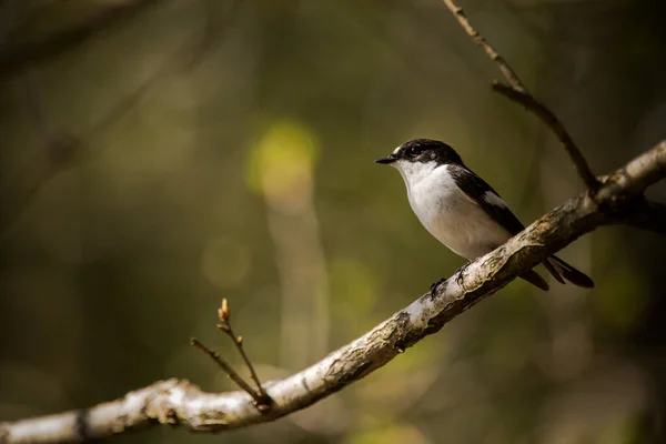 Oiseau Sur Une Branche — Photo