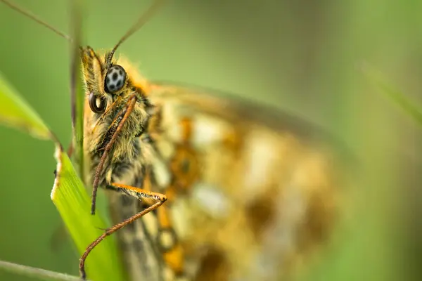 Fritillary Butterfly Close Perched Blade Grass — Stock Photo, Image