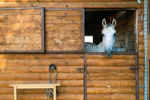 Image Friendly White Horse Wood Stable Croatia — Fotografia de Stock