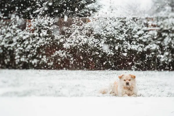Hund Snön — Stockfoto