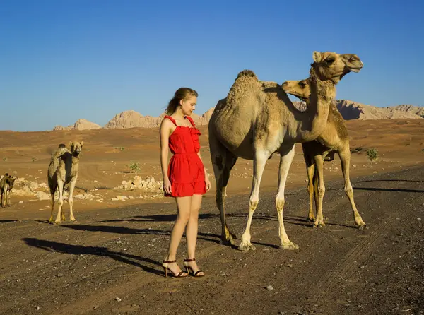 Дівчина Червоній Сукні Пустелі Дубай Дикими Верблюдами Модою Природою — стокове фото