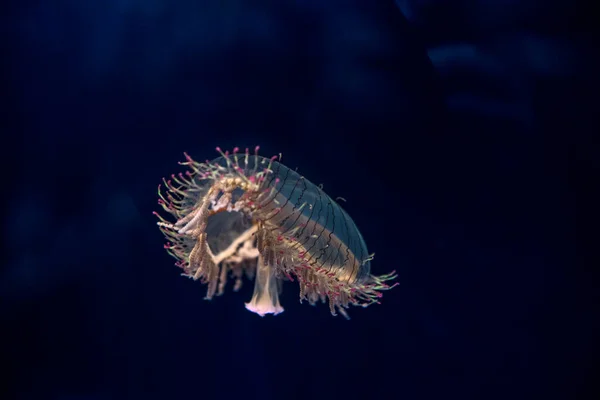 Illuminated Flower Hat Jellyfish Floating Aquarium — Stock Photo, Image