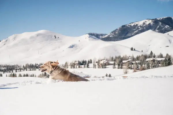 Söt Labrador Hund Snön Vintern — Stockfoto