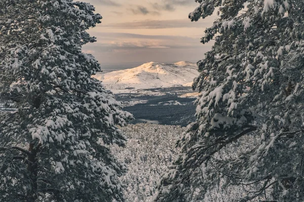 手前の雪に覆われた松の木 遠くの山の雪に覆われた山頂 シエラ グアダラマ — ストック写真