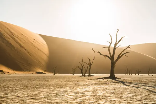 Beau Sable Dunes Dans Désert Sur Fond Nature — Photo