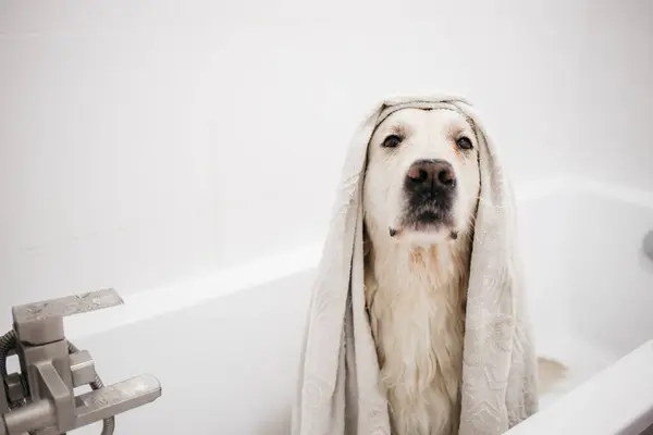 Banho Labrador Amarelo Retriever — Fotografia de Stock