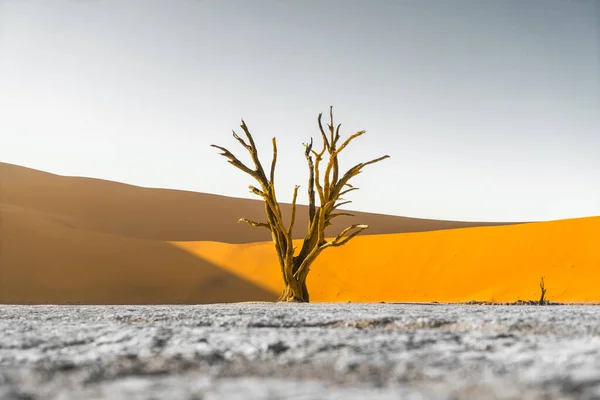 Hermoso Atardecer Desierto — Foto de Stock