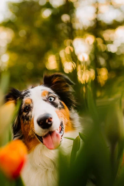 Cão Com Diferentes Olhos Fundo Natureza — Fotografia de Stock