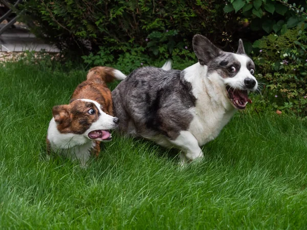 Młode Dorosłe Psy Corgi Bawiące Się Trawniku Zwierzęta Domowe — Zdjęcie stockowe