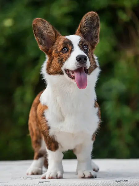 Handsome Brindle Colored Young Corgi Posing — Stock Photo, Image
