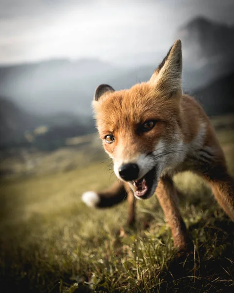 山坡上的小狐狸肖像画动物 — 图库照片