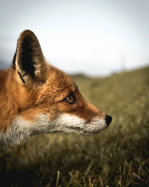 Kleiner Fuchs Hang Tier — Stockfoto