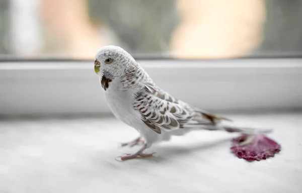 Bel Oiseau Perroquet Gris Sur Fond Gros Plan — Photo