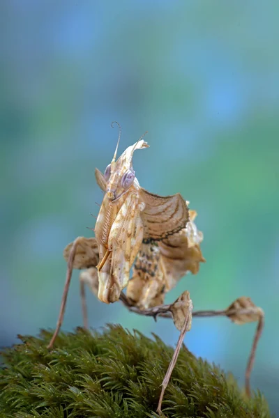 Close Van Enorme Bidsprinkhaan Natuur Achtergrond — Stockfoto