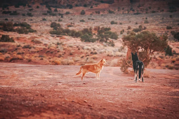 Симпатичные Собаки Пустыне Закате Фоне Природы — стоковое фото