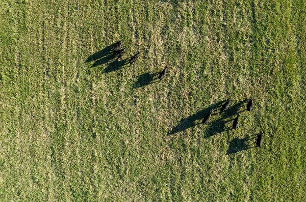 Vista Aérea Caballos Negros Bosque — Foto de Stock