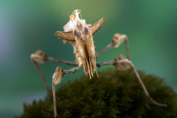 大型螳螂在自然背景下的遮挡 — 图库照片