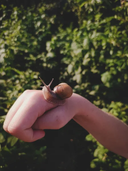 Close Hand Holding Snail — Stock Photo, Image