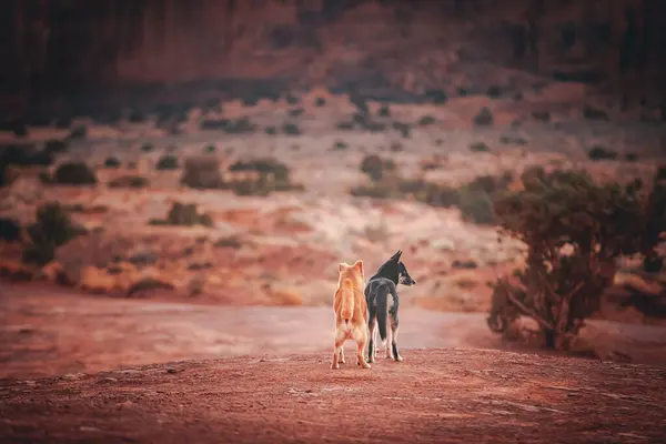 Çölde Gün Batımında Doğada Sevimli Köpekler — Stok fotoğraf