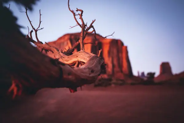 Bela Paisagem Com Árvore Utah Eua — Fotografia de Stock