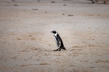 Afrika pengueni (
