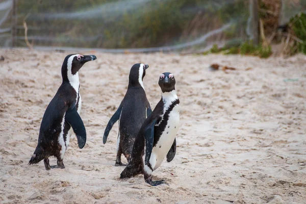 Afrikansk Pingvin Sandstrand Afrikansk Pingvin Spheniscus Demersus Även Känd Som — Stockfoto