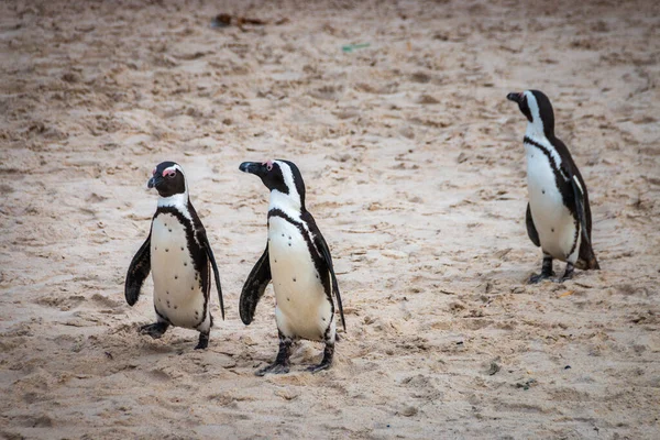 Pinguim Africano Praia Areia Pinguim Africano Spheniscus Demersus Também Conhecido — Fotografia de Stock