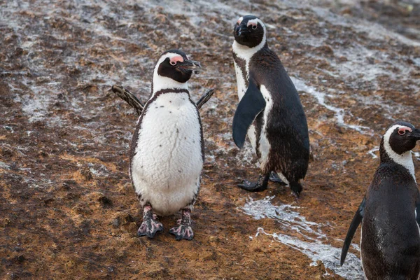 Pingouin Africain Spheniscus Demersus Également Connu Sous Nom Pingouin Cuivré — Photo
