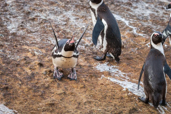 Pinguim Africano Spheniscus Demersus Também Conhecido Como Pinguim Burro Pinguim — Fotografia de Stock