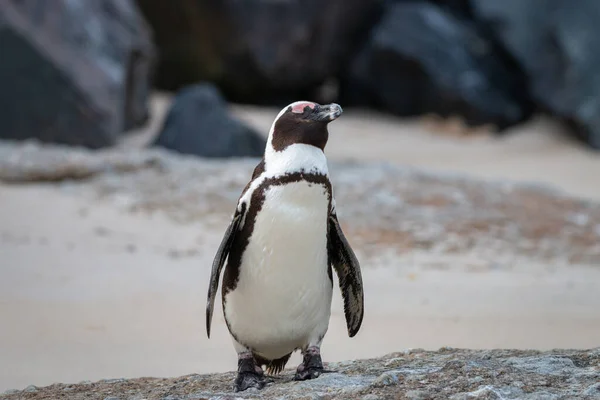 Afrika pengueni (sfeniscus demersus), ayrıca eşek pengueni ve siyah ayaklı penguen olarak da bilinir Simons Town, Cape Town, Güney Afrika 'daki Seaforth Sahili' nde bir kaya üzerinde.