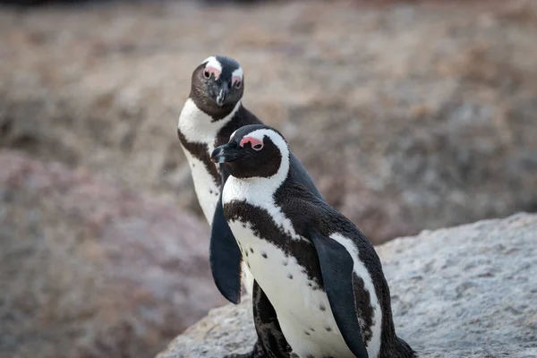 Pinguim Africano Spheniscus Demersus Também Conhecido Como Pinguim Burro Pinguim — Fotografia de Stock