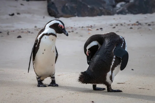 Pinguim Africano Praia Areia Pinguim Africano Spheniscus Demersus Também Conhecido — Fotografia de Stock