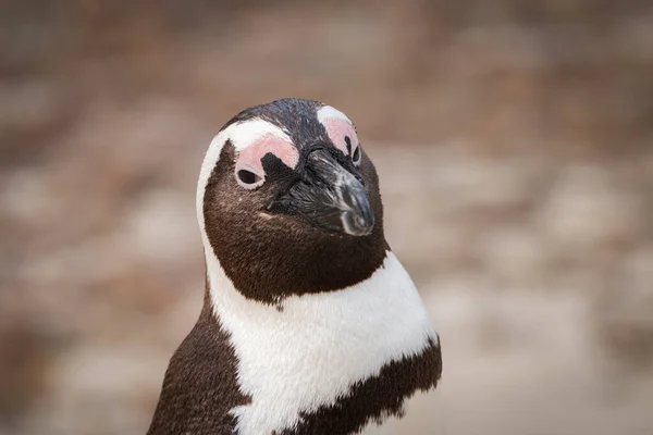 Close Pinguim Africano Spheniscus Demersus Também Conhecido Como Pinguim Burro — Fotografia de Stock