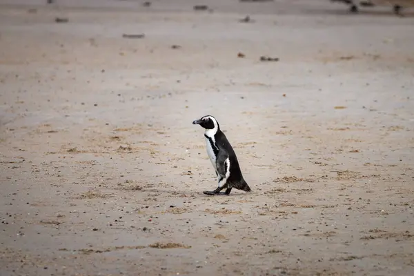 Afrikansk Pingvin Spheniscus Demersus Även Känd Som Åsnepingvin Och Svartfotad — Stockfoto