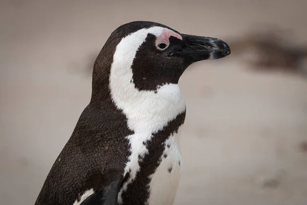 Крупный План Африканского Пингвина Spheniscus Demersus Известного Пингвин Осёл Черноногий — стоковое фото