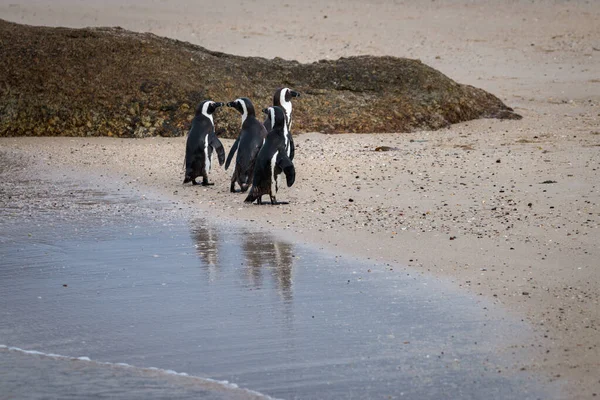 Afrikansk Pingvin Sandstrand Afrikansk Pingvin Spheniscus Demersus Även Känd Som — Stockfoto