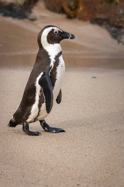 Close Pinguim Africano Spheniscus Demersus Também Conhecido Como Pinguim Burro — Fotografia de Stock