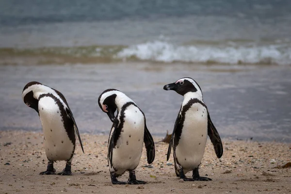 Tučňák Africký Písečné Pláži Tučňák Africký Spheniscus Demersus Také Známý — Stock fotografie