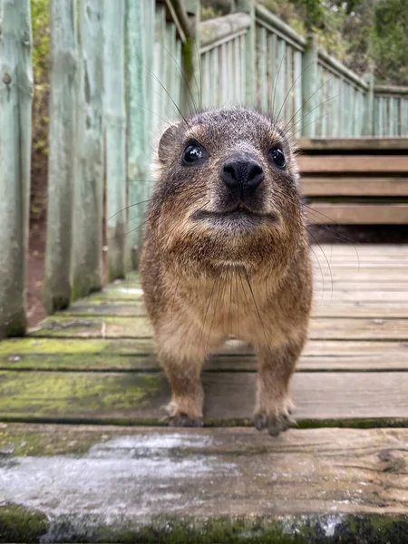 Lustig Aussehende Felsenhyrax Auch Kapstadt Dassie Kaphyrax Felskaninchen Oder Klipdassie — Stockfoto