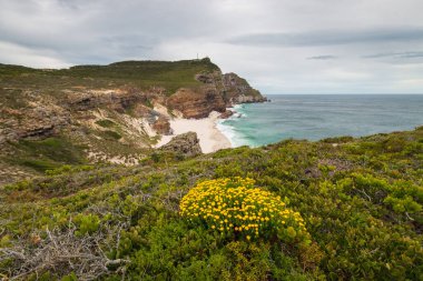 Dias sahili manzaralı (Diaz sahili) önplanda sarı Fynbos çiçekli Ümit Burnu manzaralı yürüyüş, Güney Afrika.