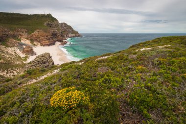 Dias sahili manzaralı (Diaz sahili) önplanda sarı Fynbos çiçekli Ümit Burnu manzaralı yürüyüş, Güney Afrika.