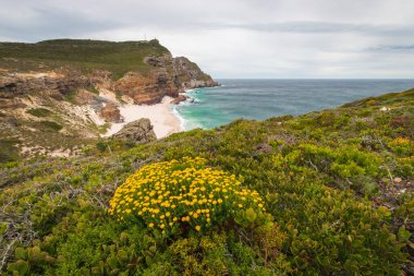Dias sahili manzaralı (Diaz sahili) önplanda sarı Fynbos çiçekli Ümit Burnu manzaralı yürüyüş, Güney Afrika.