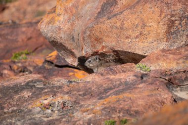 Rock Hyrax Clip Dassie Robberg Doğa Rezervi, Plettenberg Körfezi, Güney Afrika