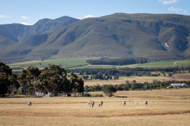 Stanford, Güney Afrika 'da Klein Nehri Dağları önünde gökyüzüne karşı otlayan zebraların manzarası