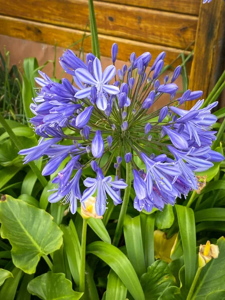 Прекрасна Блакитна Квітка Агапанту Південній Африці — стокове фото