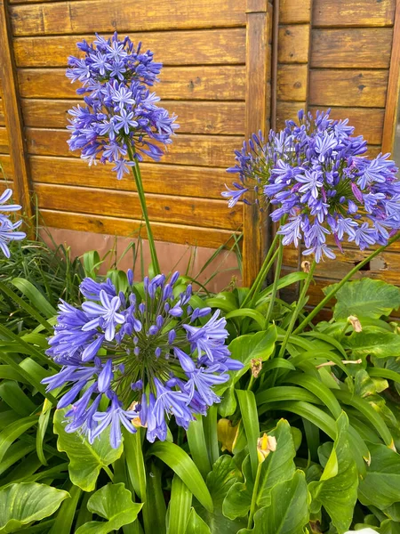 Прекрасна Блакитна Квітка Агапанту Південній Африці — стокове фото