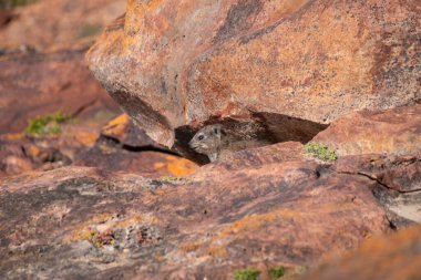 Rock Hyrax Clip Dassie Robberg Doğa Rezervi, Plettenberg Körfezi, Güney Afrika