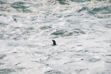 Güney Afrika, Plettenberg Körfezi, Robberg Doğa Rezervi 'nde Hint Okyanusu' nda yüzen ve oynayan yerleşik fok.