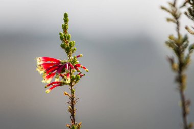 Erica versicolor with red tubular blossoms in Western Cape region in South Africa at sunrise clipart
