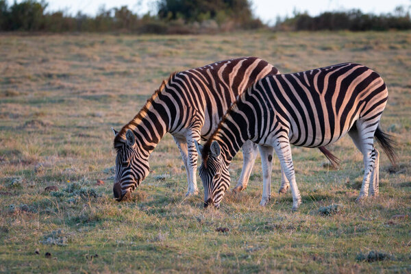 Grazing cape mountain zebras eating in South Africa at sunset